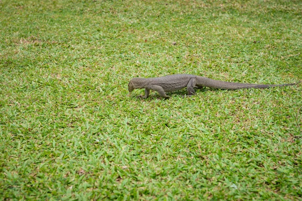 The Varan (Lizard) on the grass. — Stock Photo, Image