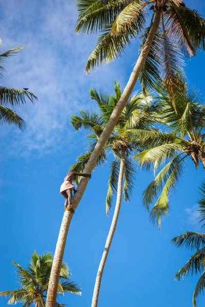 A local resident climbs on a palm tree for a coconut.