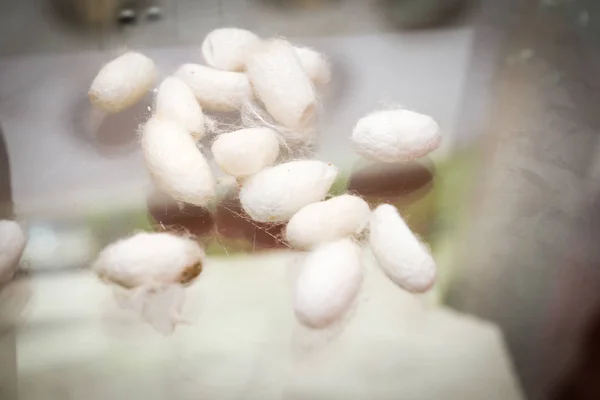 Silkworm. Cocoon (Pupa).