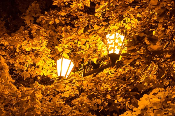 The street lamp in the leaves of the autumn trees. — Stock Photo, Image