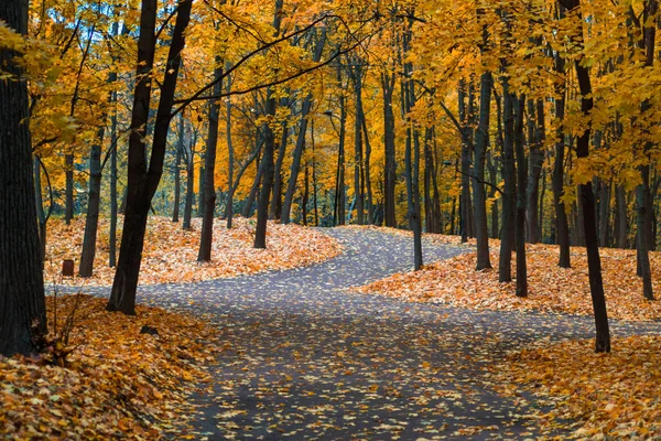 Hösten i Neskuchny trädgården. Stockbild