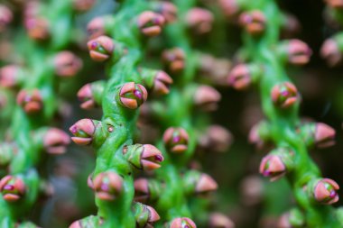 Makro ayrıntılı bir yeşil tropikal bitki