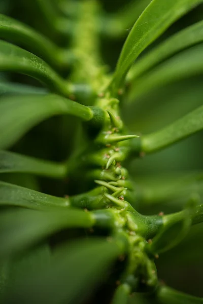 Macro detail of a tropical carnivorous plant — Stock Photo, Image