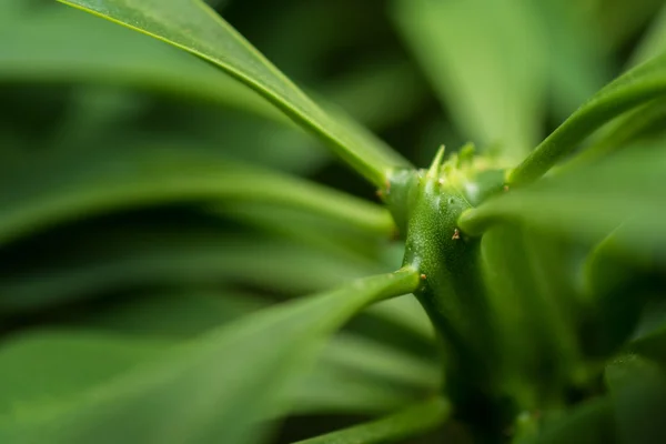 Macro detalle de una planta carnívora tropical Fotos de stock libres de derechos
