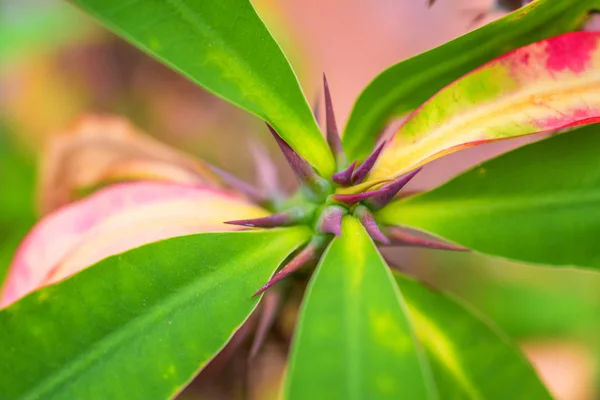 Macro detail of a colored tropical plant — Stock Photo, Image