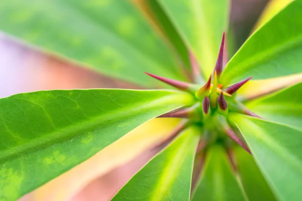 Macro detalle de una planta tropical de color Imágenes de stock libres de derechos