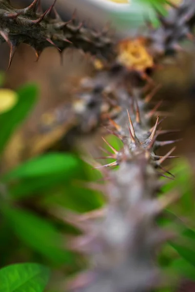 Macro detalle del tallo con espinas de una planta tropical — Foto de Stock