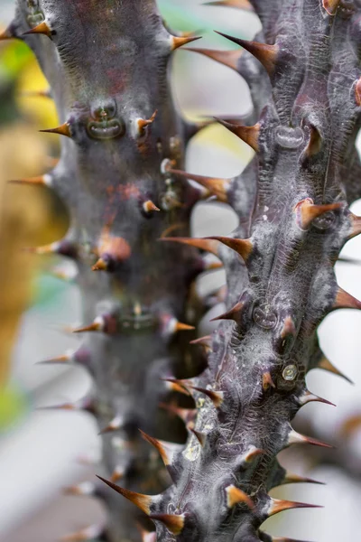 Macro detalle del tallo con espinas de una planta tropical — Foto de Stock