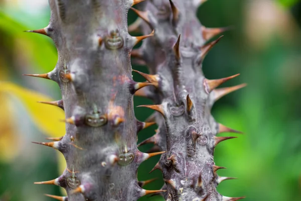 熱帯地植物の棘突起と幹のマクロの詳細 — ストック写真