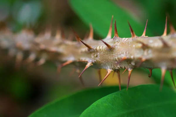 Macro detail of stem with spines of a tropical ground plant — Stock Photo, Image