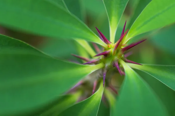 Macro detail of a colored tropical plant — Stock Photo, Image