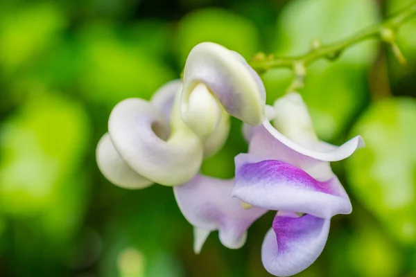 Makro ayrıntı beyaz ve mor tropikal orkide — Stok fotoğraf
