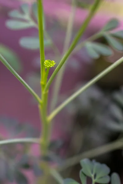 Макро детали растения на улице травы — стоковое фото