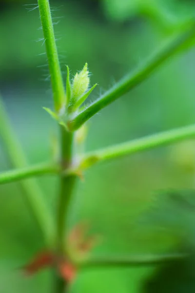 Macro detalle de una planta tropical de hiedra verde — Foto de Stock