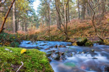 Sonbahar manzarası. Dağ nehri renkli ormanda yosunlu taşlar arasında akıyor.