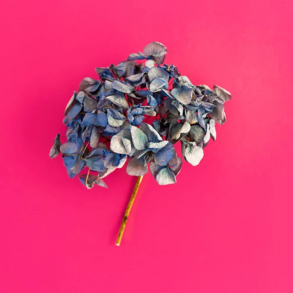 Вид Сверху Ветви Синей Гортензии Розовом Фоне — стоковое фото