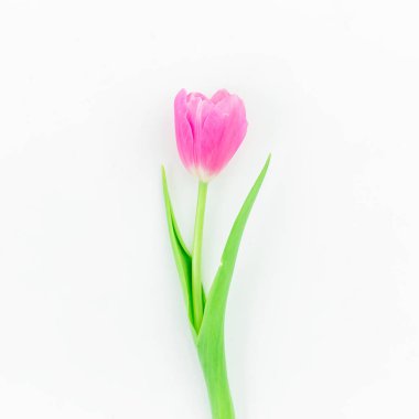 beyaz üzerine Pembe Lale çiçek