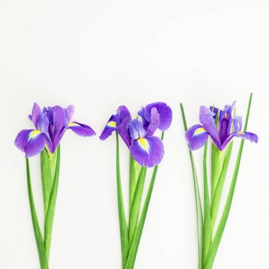 Beyaz renkli yaz çiçek