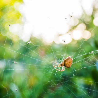 Örümcek ve ağ, yaklaşın.