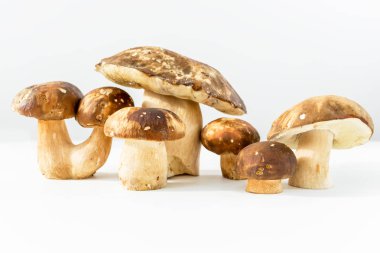 Beyaz arkaplanda mantarlar