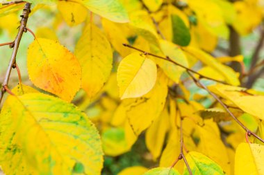 renkli ağaçlarda yaprak