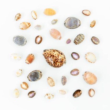 beyaz üzerine çeşitli deniz kabukları