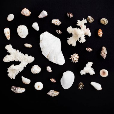 deniz mercan ve kabukları yere sererim