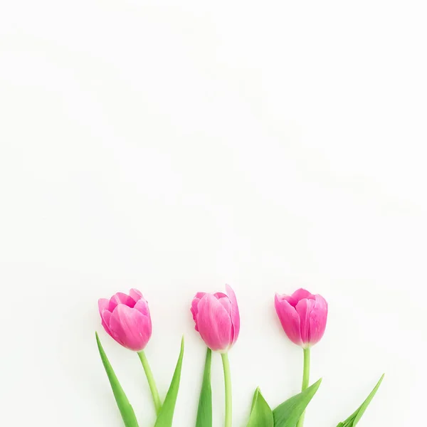 Fleurs de tulipe rose sur blanc — Photo