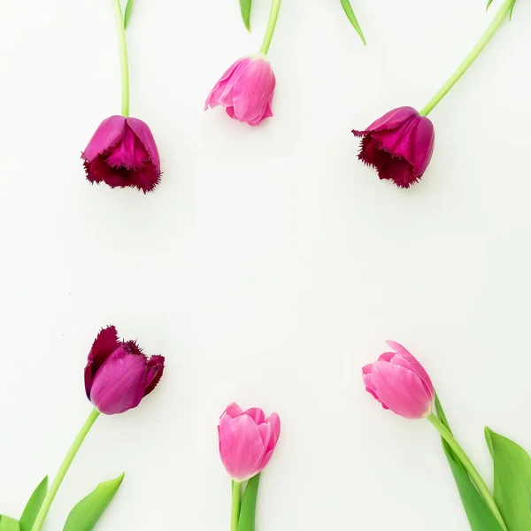 Roze tulp bloemen op wit — Stockfoto