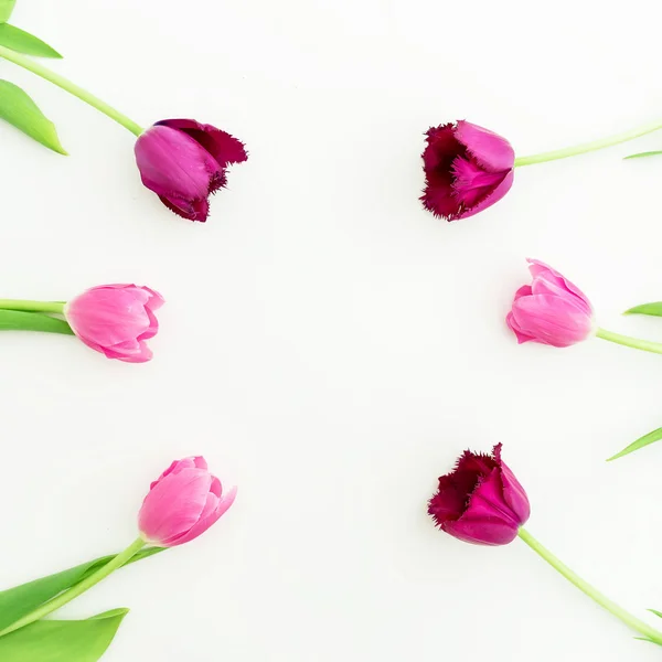 Flores de tulipa rosa em branco — Fotografia de Stock