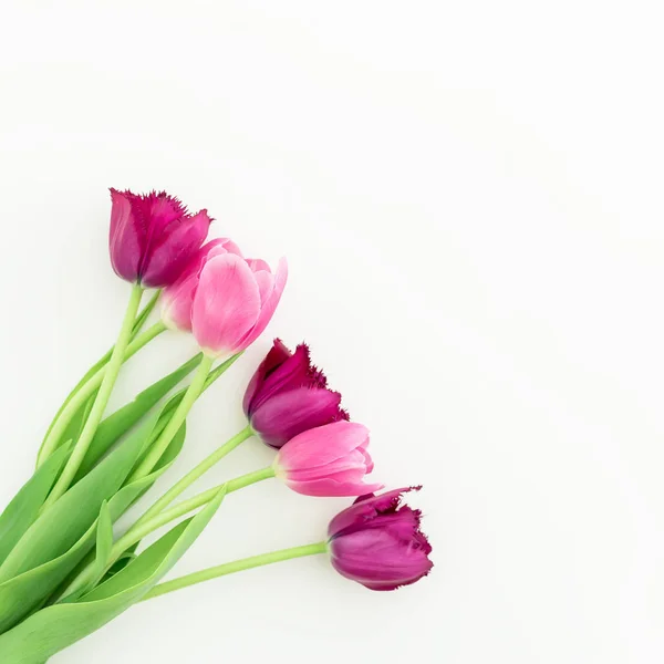 Roze en paarse tulp bloemen — Stockfoto