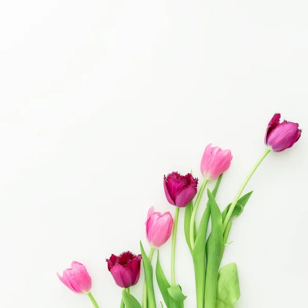 Flores de tulipa rosa e roxa — Fotografia de Stock