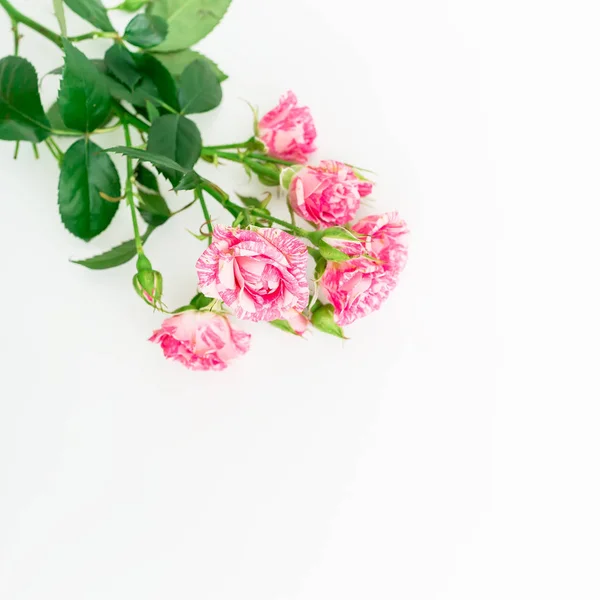 Kleurrijke rozen op wit — Stockfoto