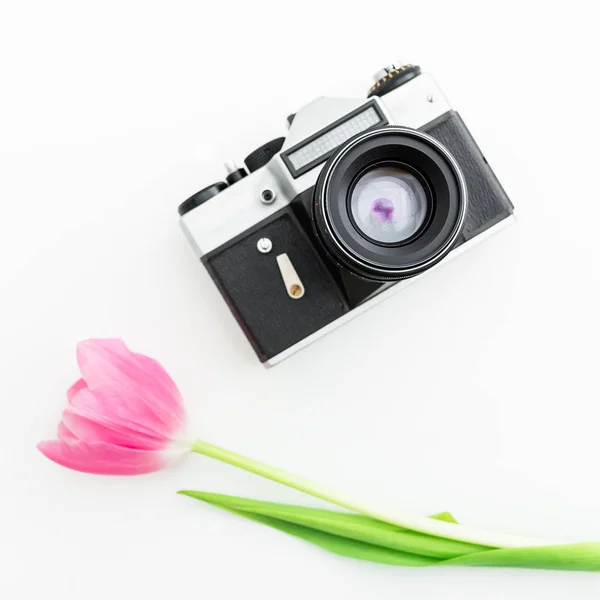 tulip flower with vintage camera