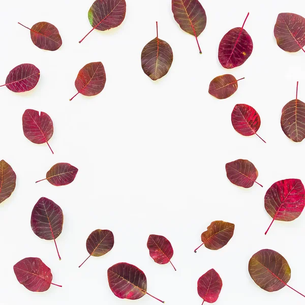 Bunte Herbstblätter auf weißem Grund — Stockfoto