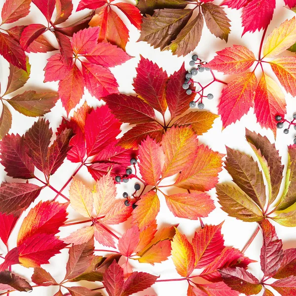 Bunte Herbstblätter auf weißem Grund — Stockfoto