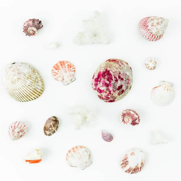 Beyaz üzerine çeşitli deniz kabukları — Stok fotoğraf