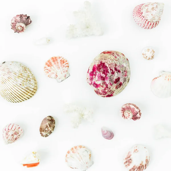 Различные морские раковины на белом — стоковое фото