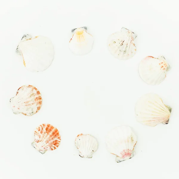 Различные морские раковины — стоковое фото