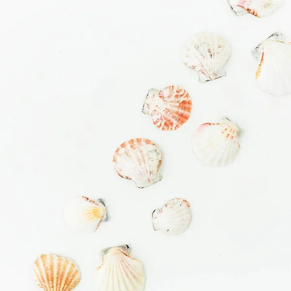 Çeşitli deniz kabukları desen — Stok fotoğraf