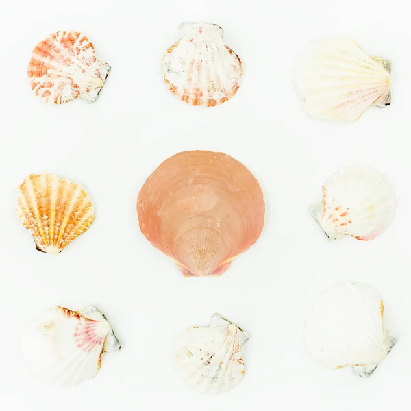 Çeşitli deniz kabukları kümesi — Stok fotoğraf
