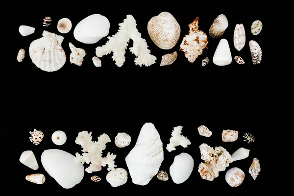 Coraux de mer et coquillages disposés — Photo