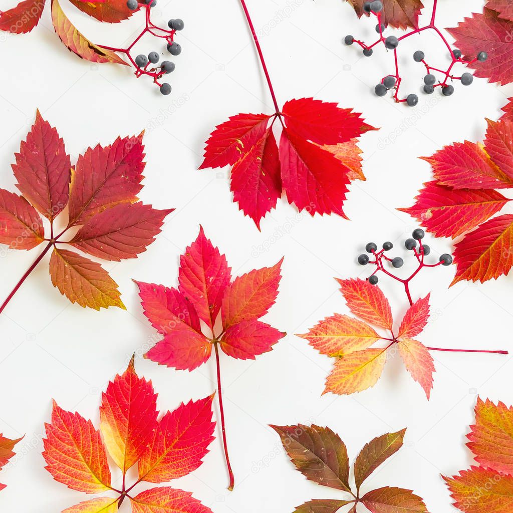 colorful autumn leaves on white
