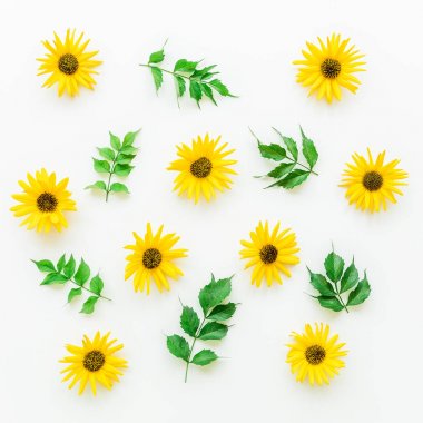 Beyaz yeşil yaprakları ile ayçiçeği