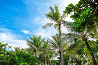 adada tropikal büyük palmiye ağaçları
