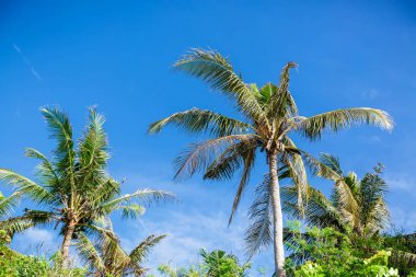 adada tropikal büyük palmiye ağaçları