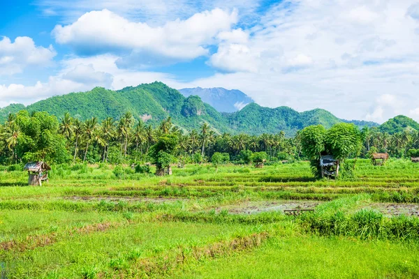 Vue Panoramique Plantation Dans Les Tropiques Avec Des Montagnes Arrière — Photo