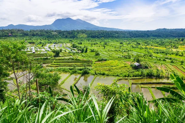 Vue Panoramique Plantation Dans Les Tropiques Avec Des Montagnes Arrière — Photo