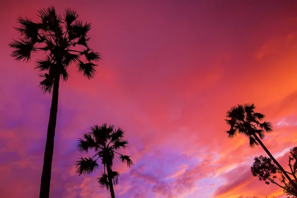 Tropical big palm trees on island — Stock Photo, Image