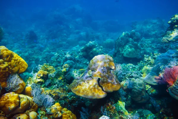 Corais coloridos e peixes na profundidade do oceano — Fotografia de Stock